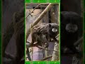 Тамарин буроголовый в Ленинградском зоопарке #велесмастер #тамарин #спб