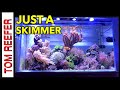 Reef tank  beginner questions answered  and how to trap a fish in a reef tank