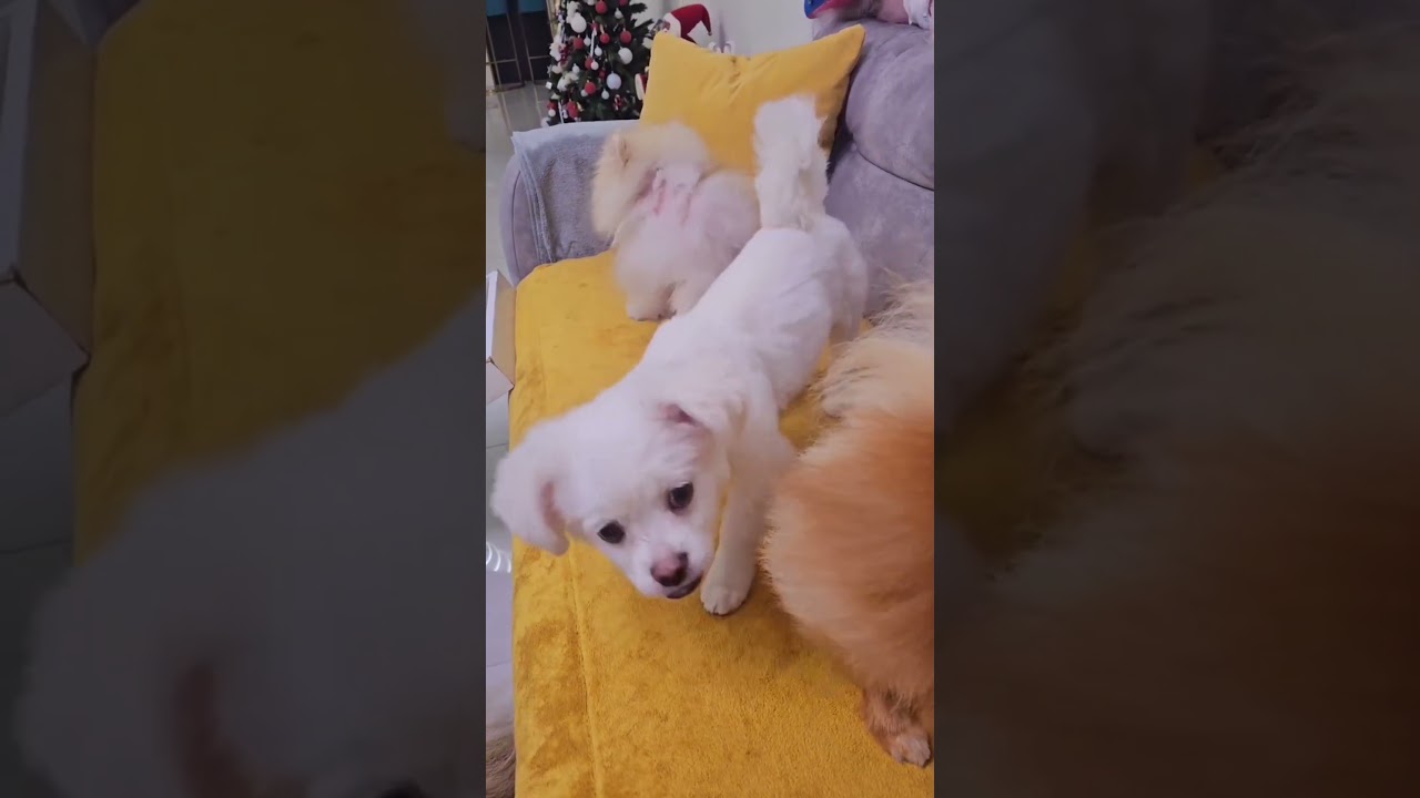 most famous dog breed in india ✨🐾🐶 