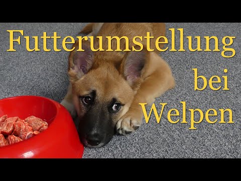 Video: Wann Sollten Sie Ihren Welpen Auf Ein Ausgewachsenes Hundefutter Umstellen?