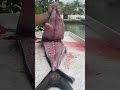 Full of worms filleting a big fish fishing