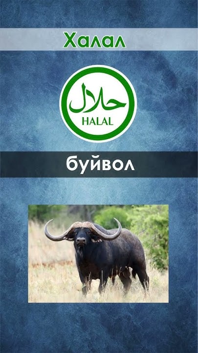 Халал или харам жиботные #халал #харам #ислам #ютуб #shorts #muslim ...