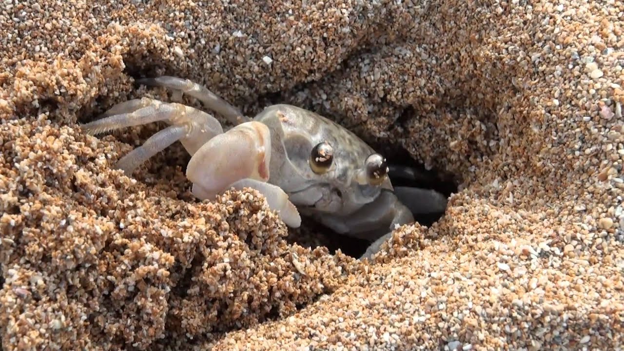 HAWAII Kapaa Beach Crab Talking for real!!!