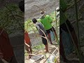 SEMUA PADA BEREBUT