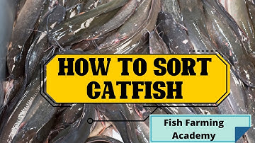 How to Sort Catfish - Fish Farming