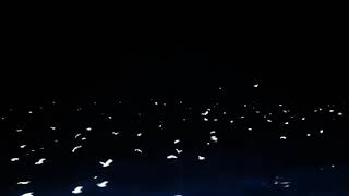 Story wa keren lautan yang dipenuhi burung pada malam hari,subhanallah indah banget #videopendek