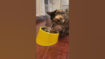 Kuzco & Cleo try catnip tea! #cats #catnip #catniptea #catmemes