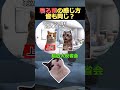 【猫ミーム】寝る前の感じ方違い　#猫ミーム #shorts #catmemes #猫マニ #あるあるのサムネイル