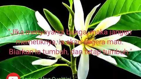 Story wa bungong jeumpa