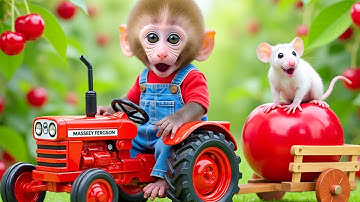 Monkey Nana Drives a tractor and the Battle to protect the apple field from mice and Crocodiles
