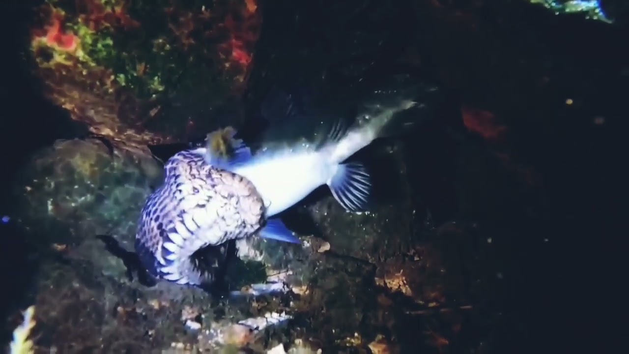 Brown water snake devours a catfish