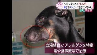 ペットにまつわるアレルギー 症状と対策 ヒトだけじゃない 鼻水やアトピーに悩むワンちゃん 医療のミカタ Youtube