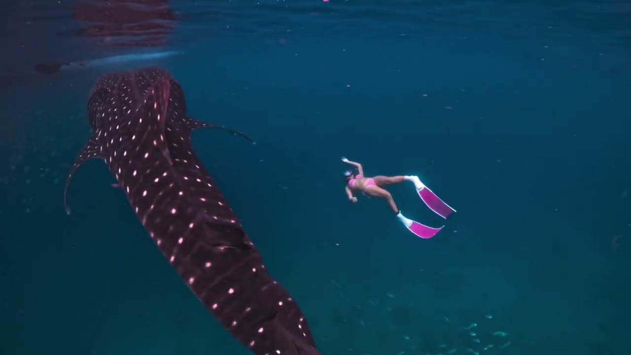 Gentle giant of the sea🐋  📍Bohol, Philippines