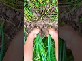 lahsun ki kheti#shortsfeed #agriculture #shorts