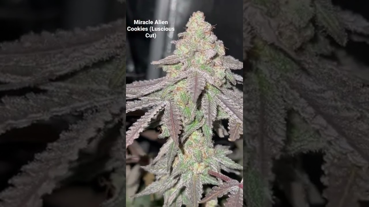 Miracle Alien Cookies (Luscious Cut)