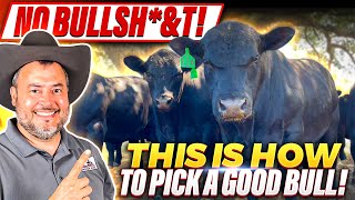 RAISING BEEF CATTLE FOR BEGINNERS - How to Select a Bull for Breeding