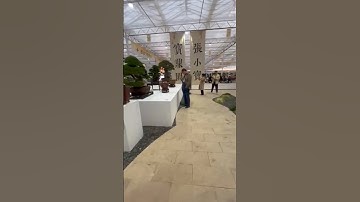 Triển lãm bonsai ở giang tô trung quốc
