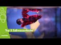 Top 5 Süßwasserfische – Diskus, Neonsalmler & mehr! | Aquatop