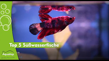 Was sind die schönsten Süßwasserfische?