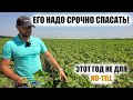 Фунгициды на подсолнечник? No-till "отсасывает" Николаев в пробках. Уборка зерновых 2021 перерыв.