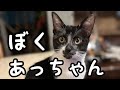 【ヒロシの自由じかん】ぼく、あっちゃん!