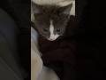 I Get High Without You #kitten #cat #music