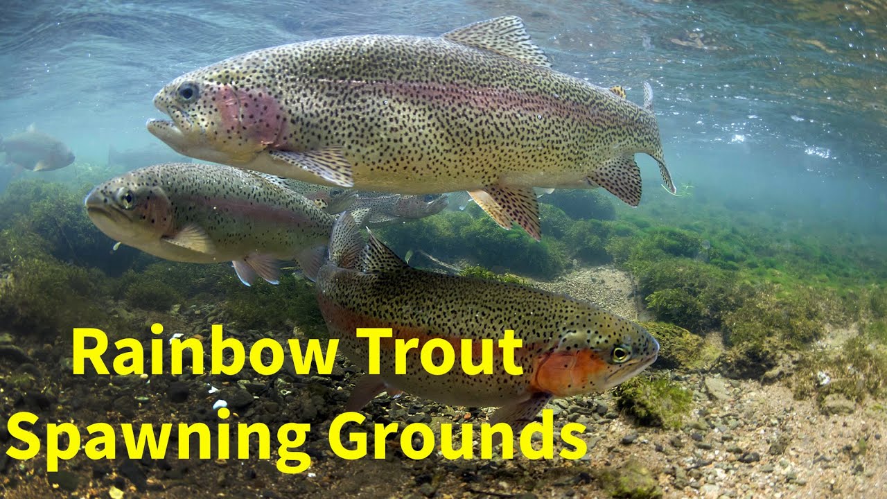 camera iphone 8 plus apk Rainbow Trout Digging Redds Derbyshire