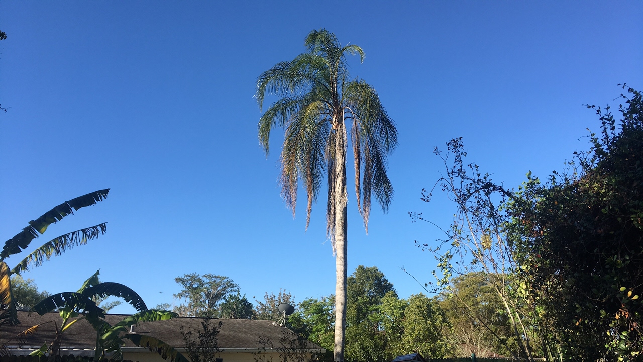 🔴 Доброе утро 🔴 КОФЕ С БЫВШИМ - ПЕЛЬМЕНИ и ВАРЕНИКИ для любимого 08.04.2017 сныть пестролистная