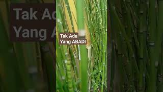 Download Lagu Jangan Sok SUCI #ustadzadihidayat #generasiquraniyangkuatdanamanat #motivasidiri #uah MP3