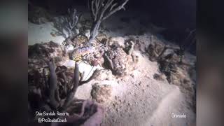 Dive Sandals Resorts Grenada