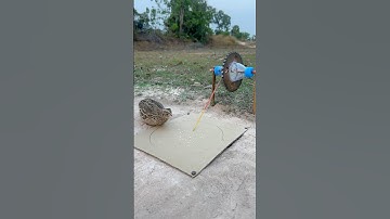 Unique DIY Quail Trap #shorts