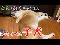 【大きくても 仔犬】　秋田犬【ゴン太】成長記録