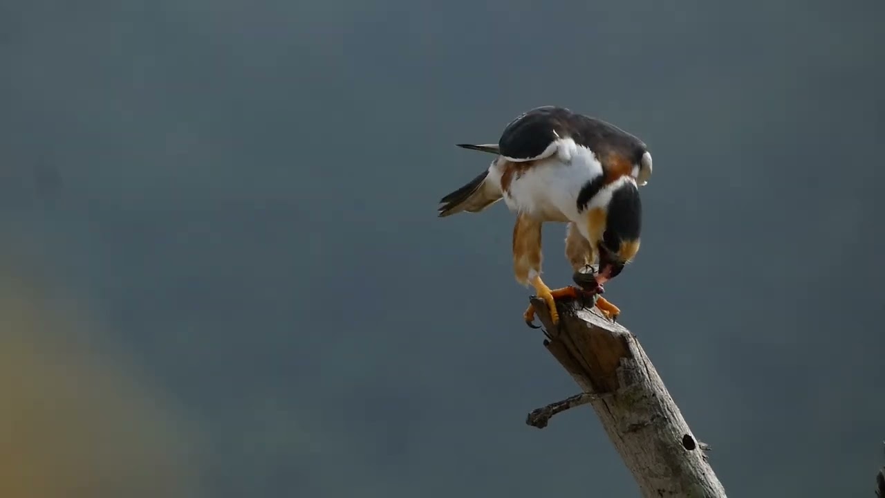Pearl Kite EATING PREY! Gampsonyx swainsonii, VENEZUELA