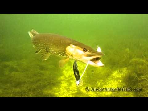 Vídeo: Dodgy Pike: Pesca Del Luci