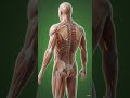 Human 3D Inner system