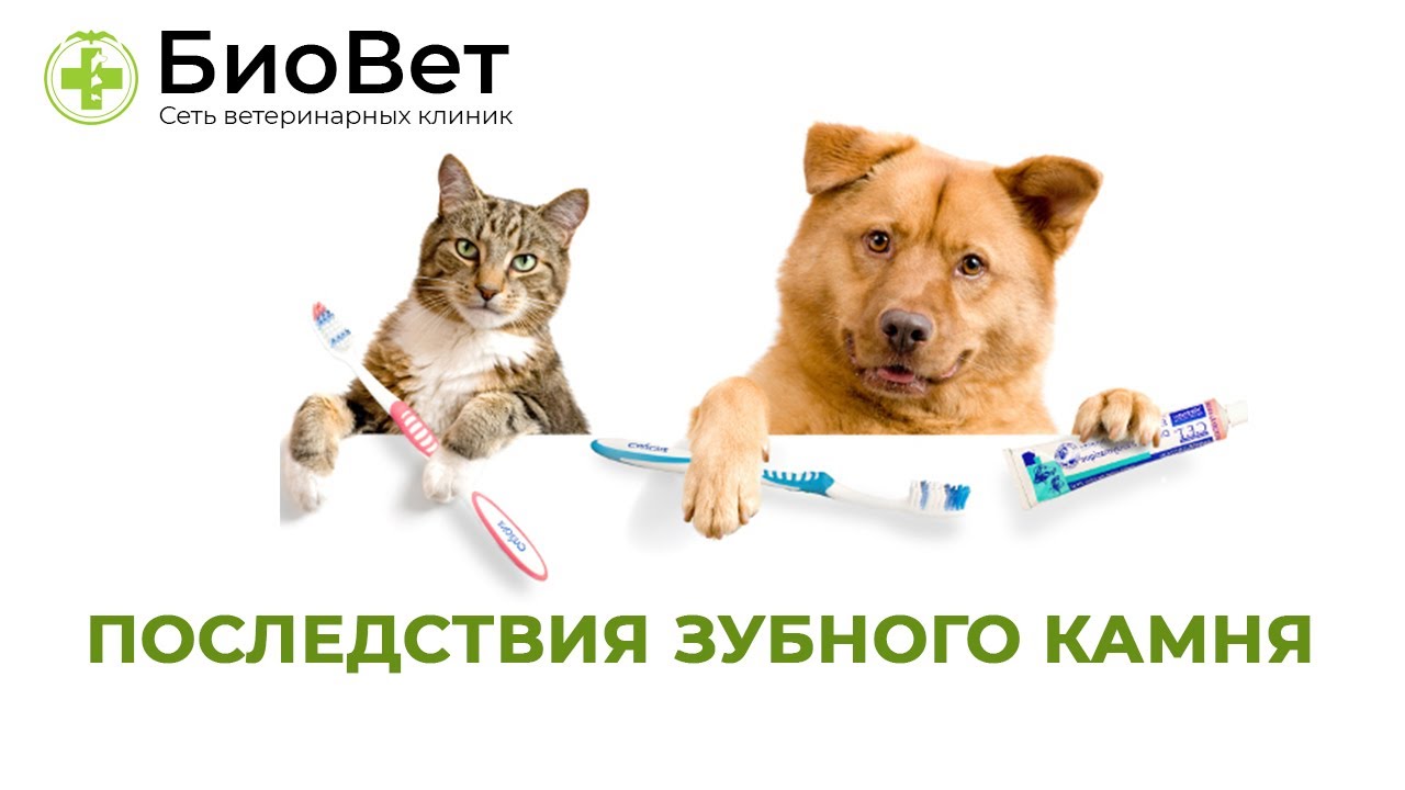 Что будет, если не удалять зубной камень у питомца - YouTube
