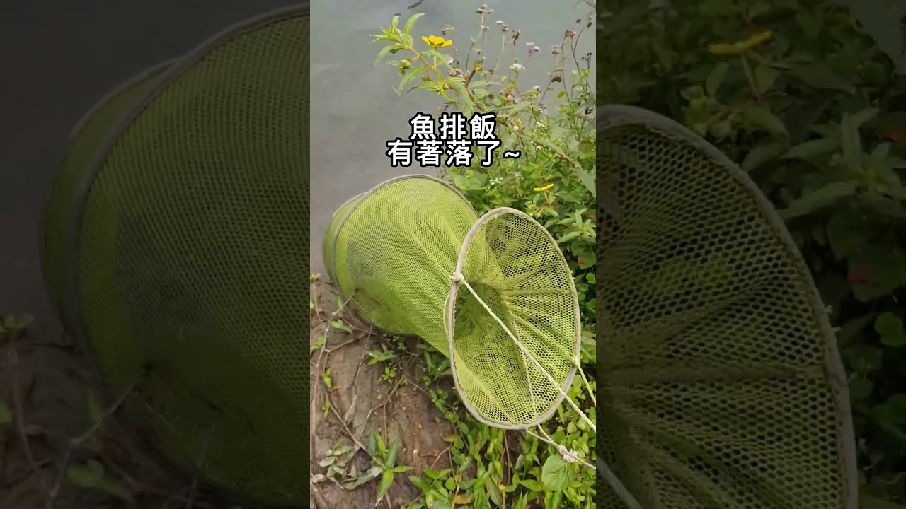 可以吃好幾餐~釣況還可以~#fishing 縮圖