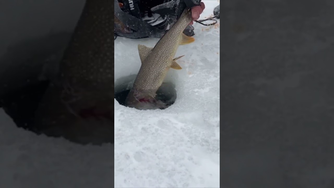 High alpine LAKE TROUT release 