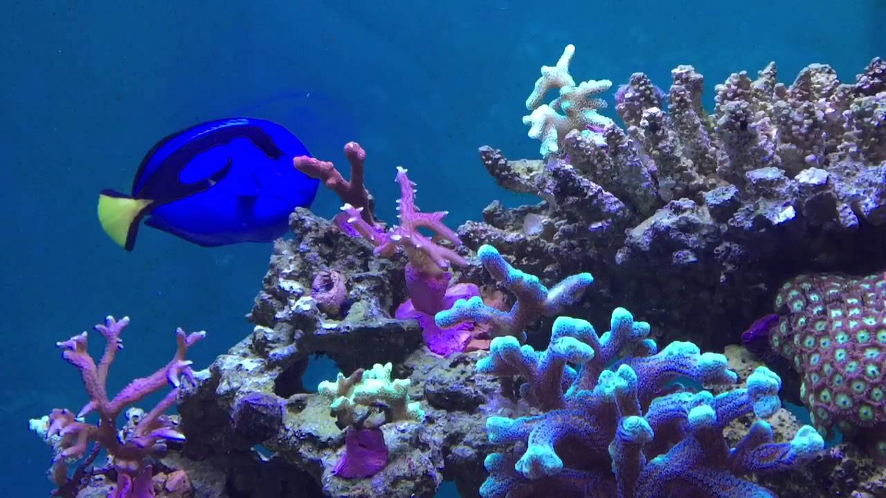 my tank after kent