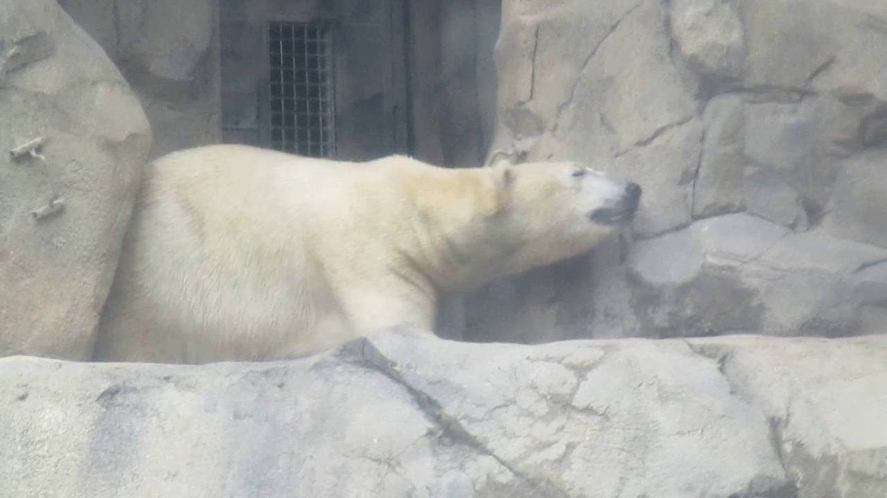 Polar bear at brookfield zoo 2 youtube