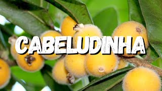 Cabeludinha: Tudo Sobre Essa Planta