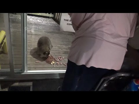 Sunday 18 Jan 2026 Scooter Raccoon