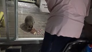 Zondag 18 januari 2026 Scooter Wasbeer