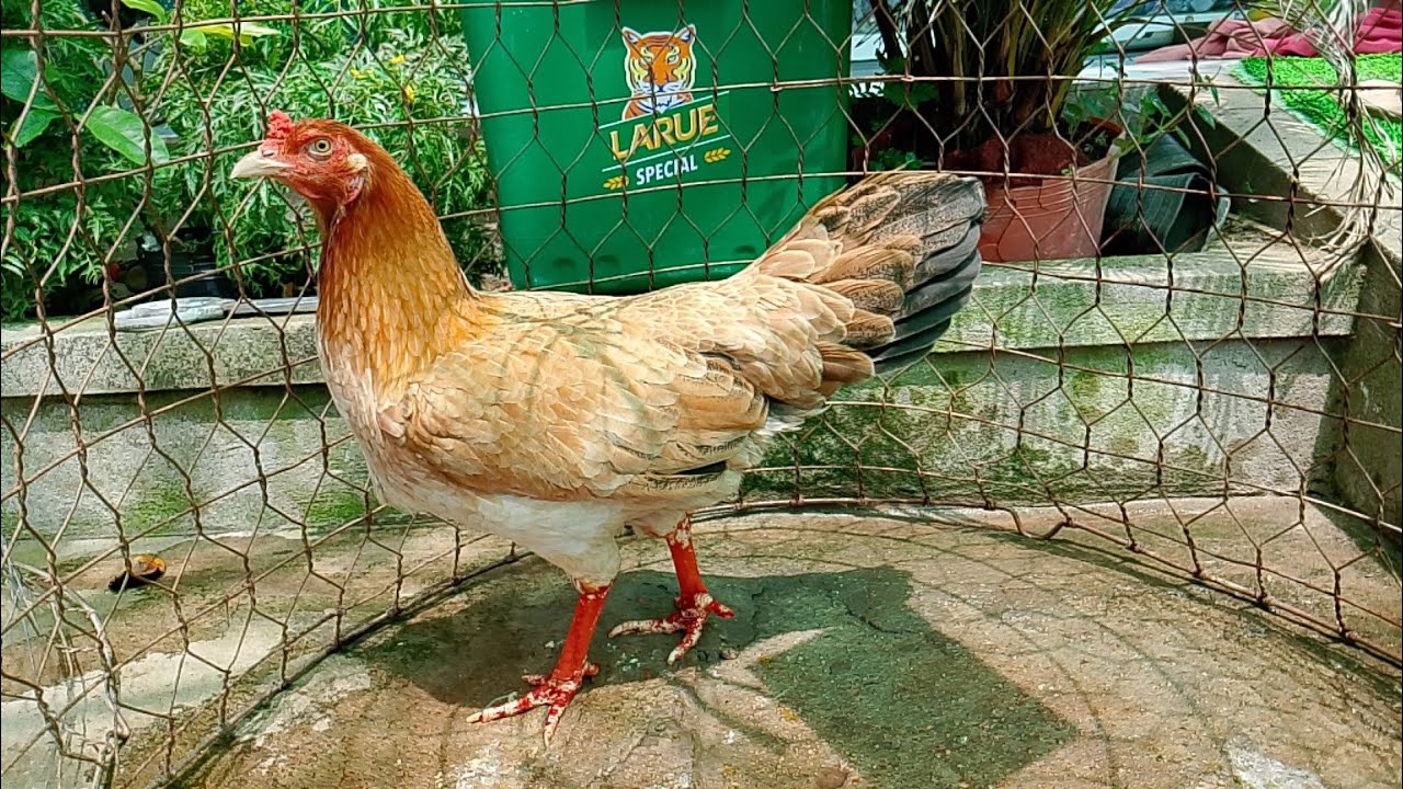 1/3 top 9 mái LH @359.326.274