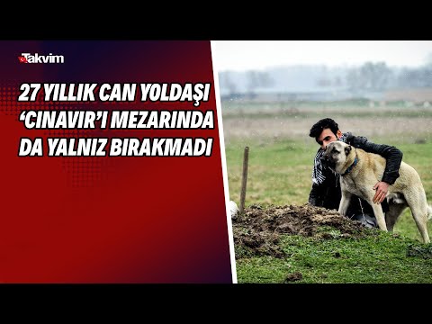 27 yıllık can yoldaşı ‘Cınavır’ı mezarında da yalnız bırakmadı!