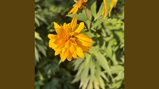 Charlie Et Charlène