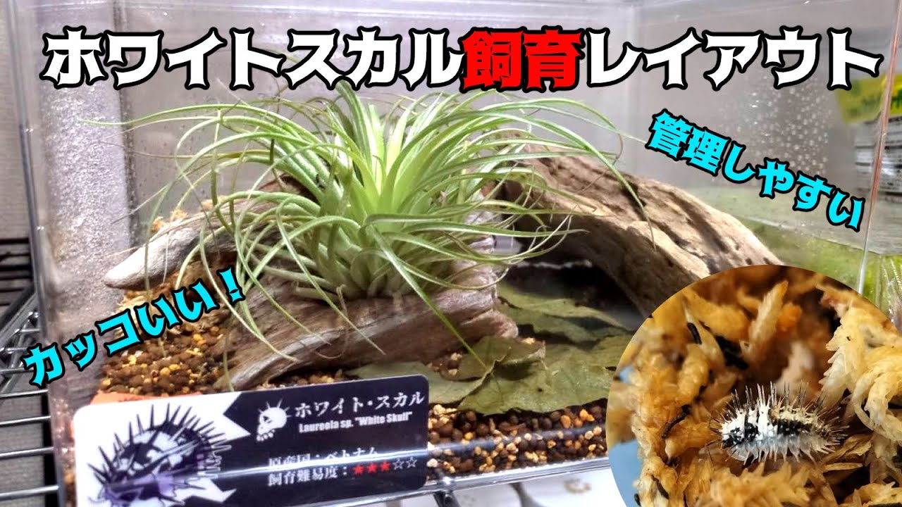 ホワイトスカルの飼育環境セッティング！飼育しやすさとレイアウト両立を目指します！