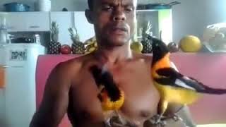 A Singing Bird Venezuelan Troupial icterus Icterus