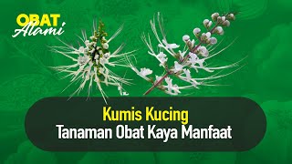 Kumis Kucing Tanaman Obat Kaya Manfaat | Hidup Sehat