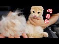 病気になった子猫の毛をバリカンで刈るつもりが...【マンチカン】